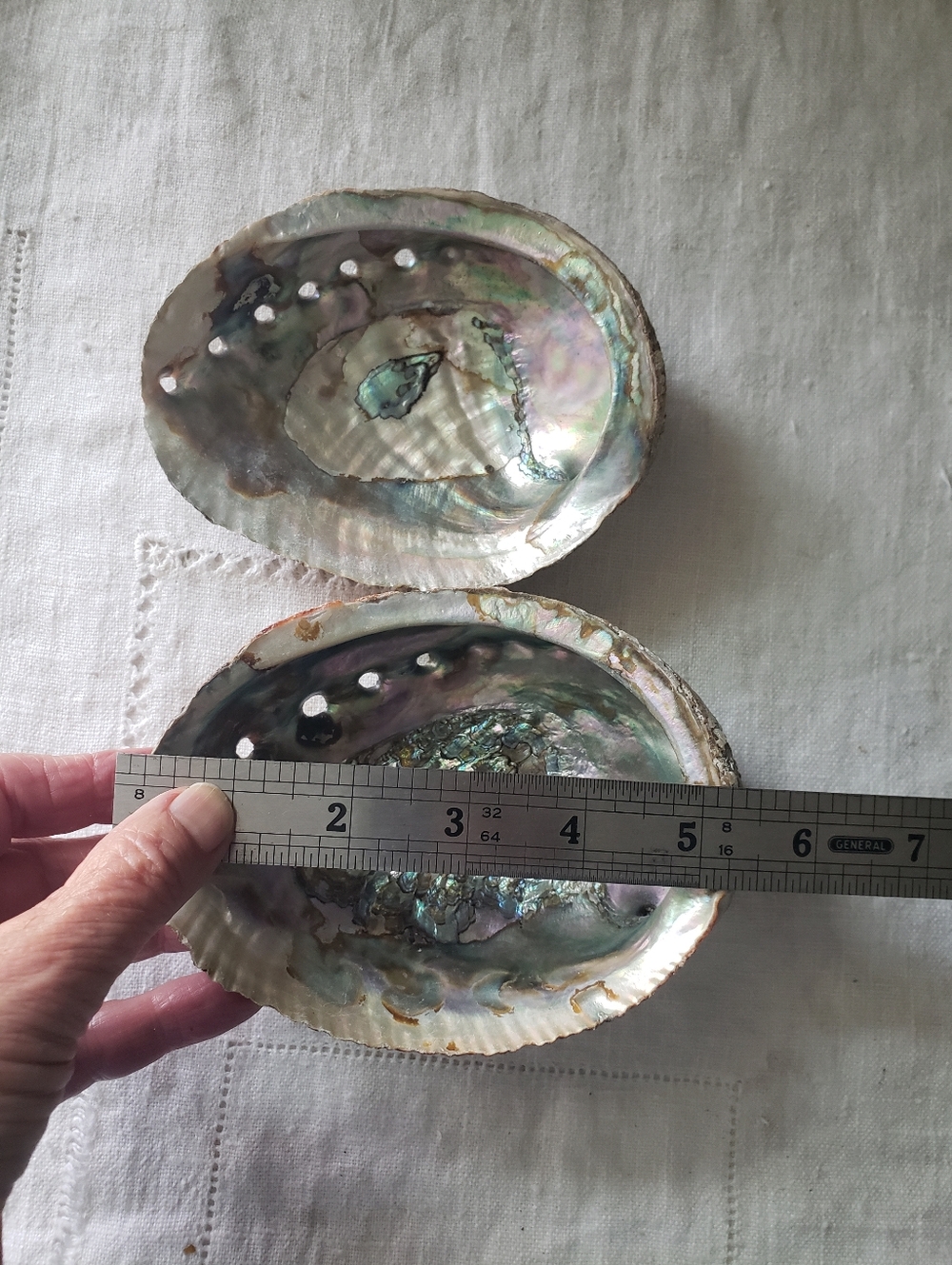 2 Abalone Shells - Picture 7 of 7